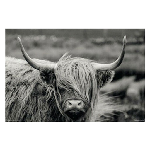 [IM1ZKEA01] Hamish The Highland Cow Poster