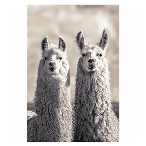 [IM1OWVQ01] Llamas Poster (61x91cm)