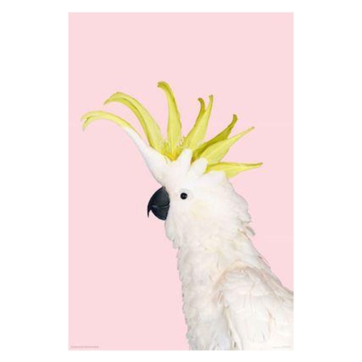[IM1EWTL01] White Cockatoo On Pink Poster