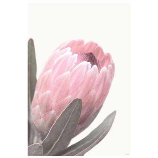 [IM1FMSA01] Pale Pink Protea Poster