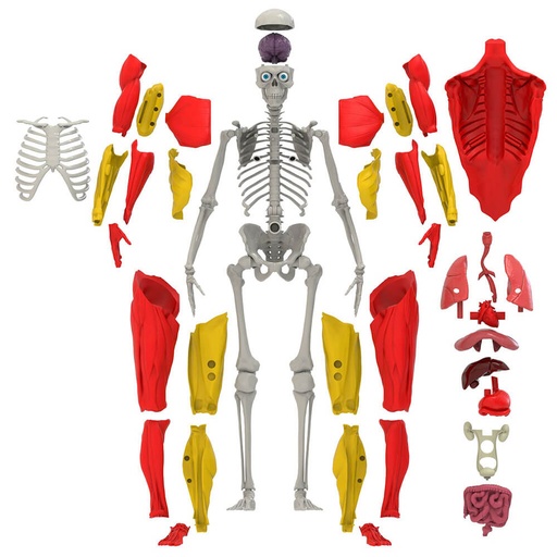 [BS1DYER01] Interactive Human Body Science Toy