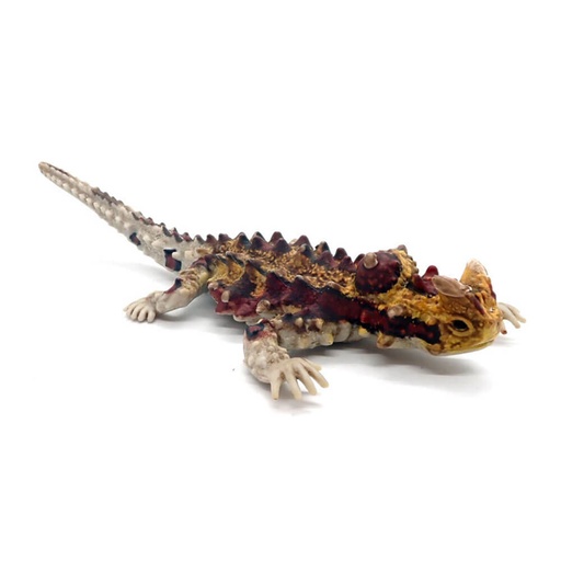 [SN3UHOY01] Animals of Australia Thorny Devil Replica