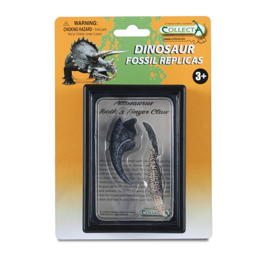 [RP1VSDW01] CollectA Tooth and Finger Claw of Allosaurus in Display Case