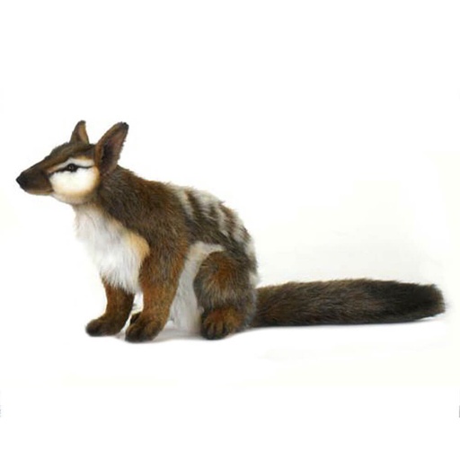 [CA1HNP01] Hansa Numbat Plush Toy (30cm)