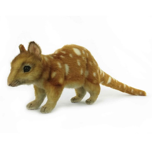 [CA2HQP01] Hansa Quoll Plush (57cm L)